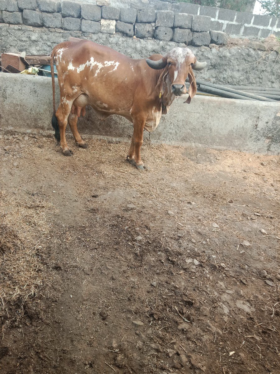 ગીર ગાય વેચવાની છે