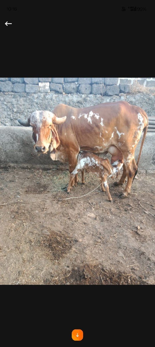 ગીર ગાય વેચવાની છે