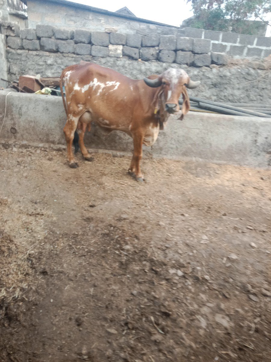 ગીર ગાય વેચવાની છે