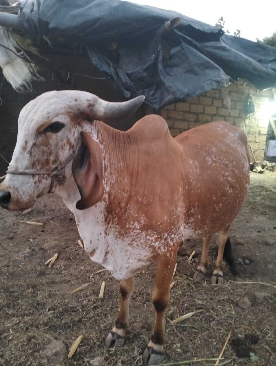 દેશી ગીર ગાય વેચવા ની છે