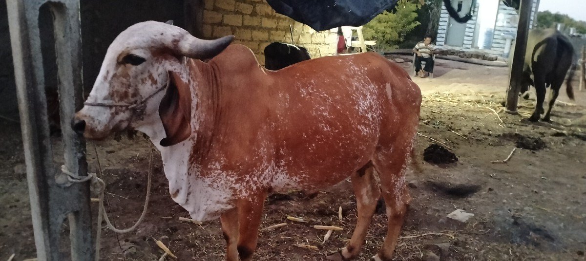 દેશી ગીર ગાય વેચવા ની છે