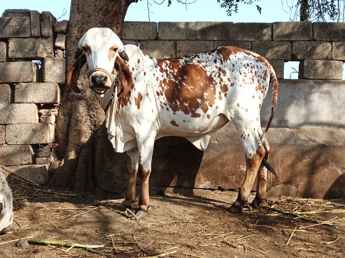 ગીર વાછડી વેચવાની છે.