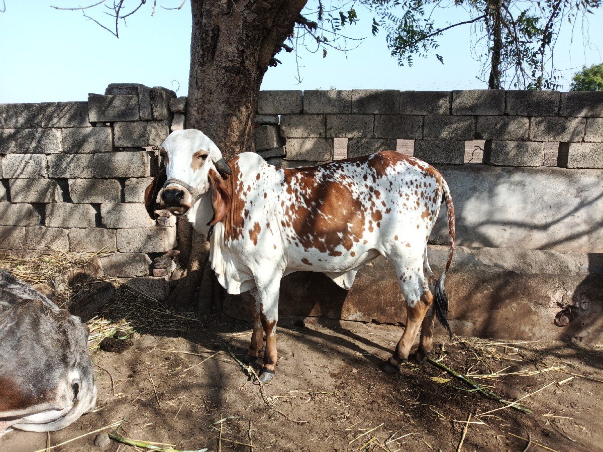 ગીર વાછડી વેચવાની છે.