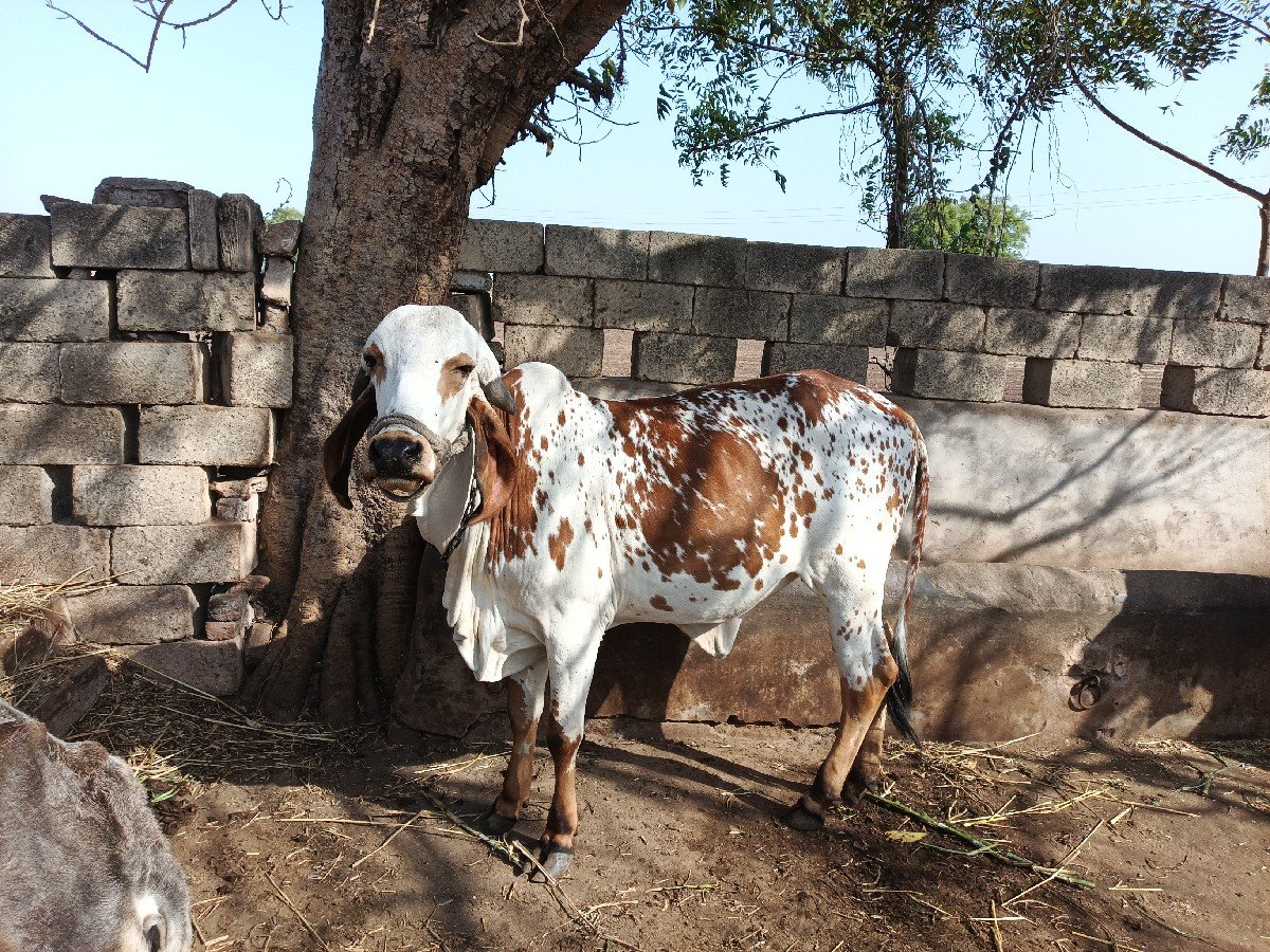ગીર વાછડી વેચવાની છે.