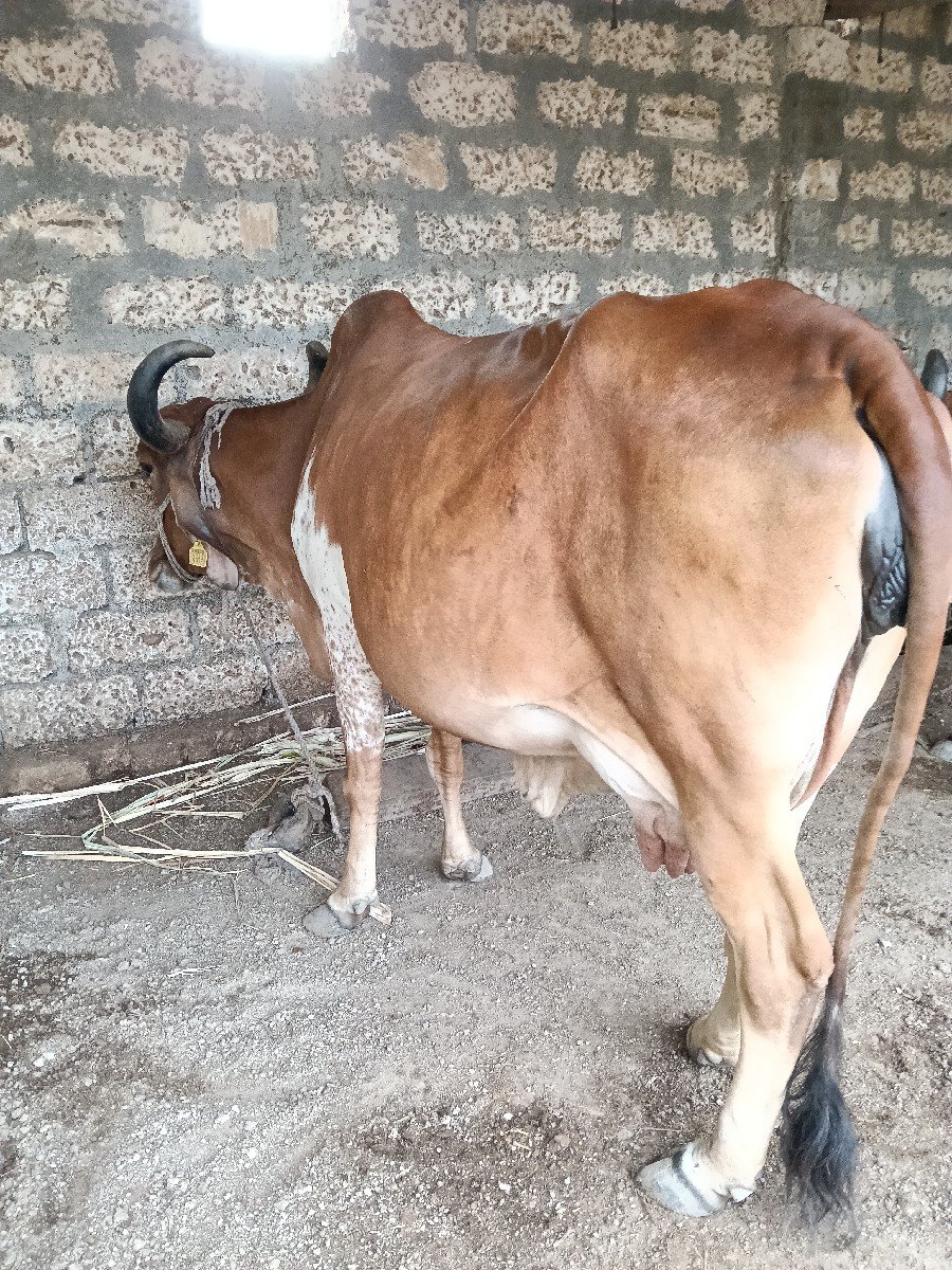 ગાય વેચવાની છે