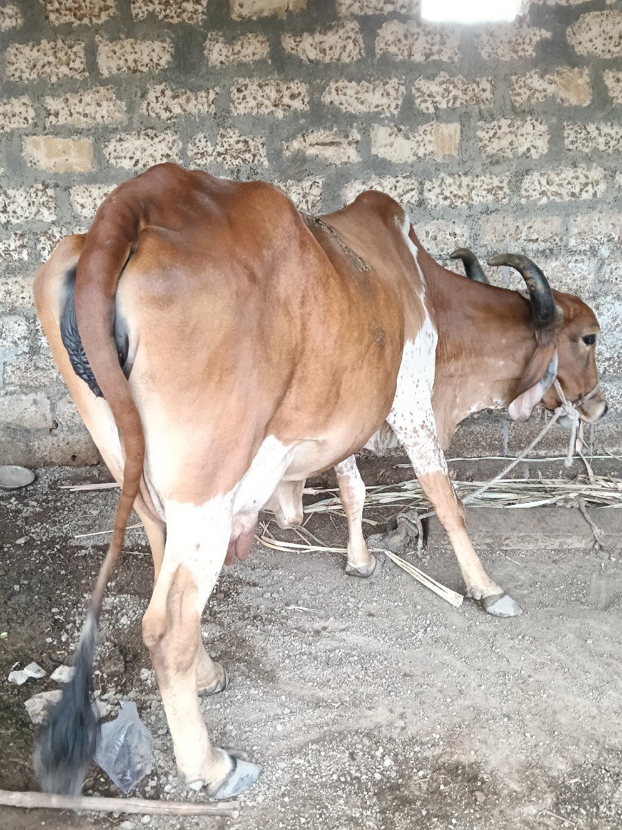 ગાય વેચવાની છે