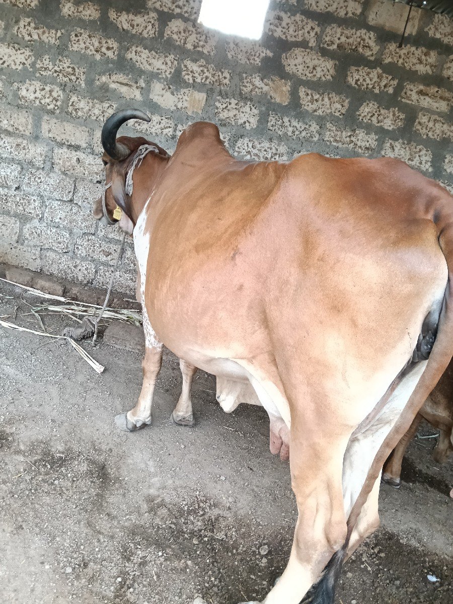 ગાય વેચવાની છે