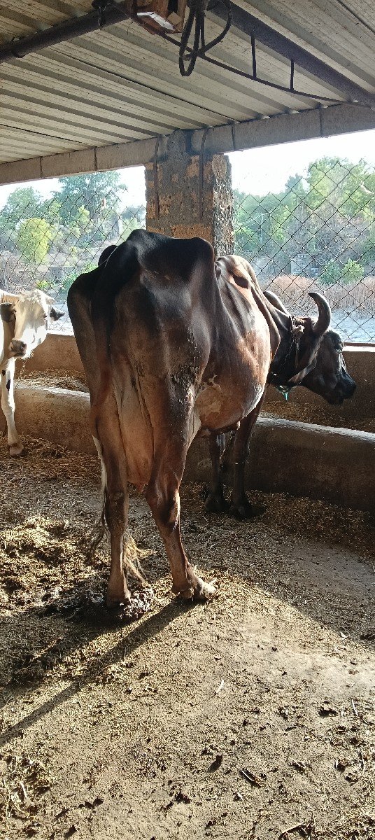 ગાય ક્રોસ