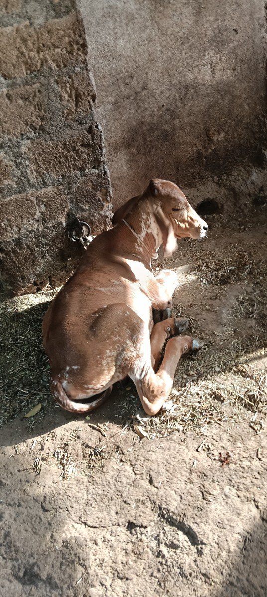ગાય ક્રોસ