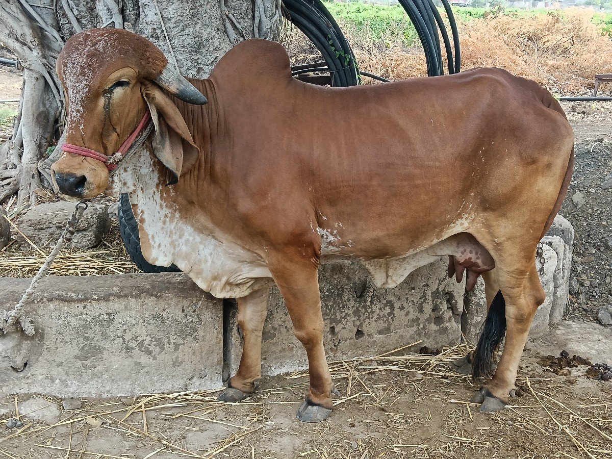 ગીર ગાય વેચવાની છે