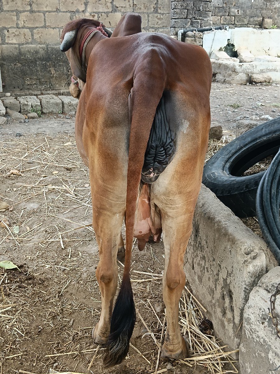ગીર ગાય વેચવાની છે