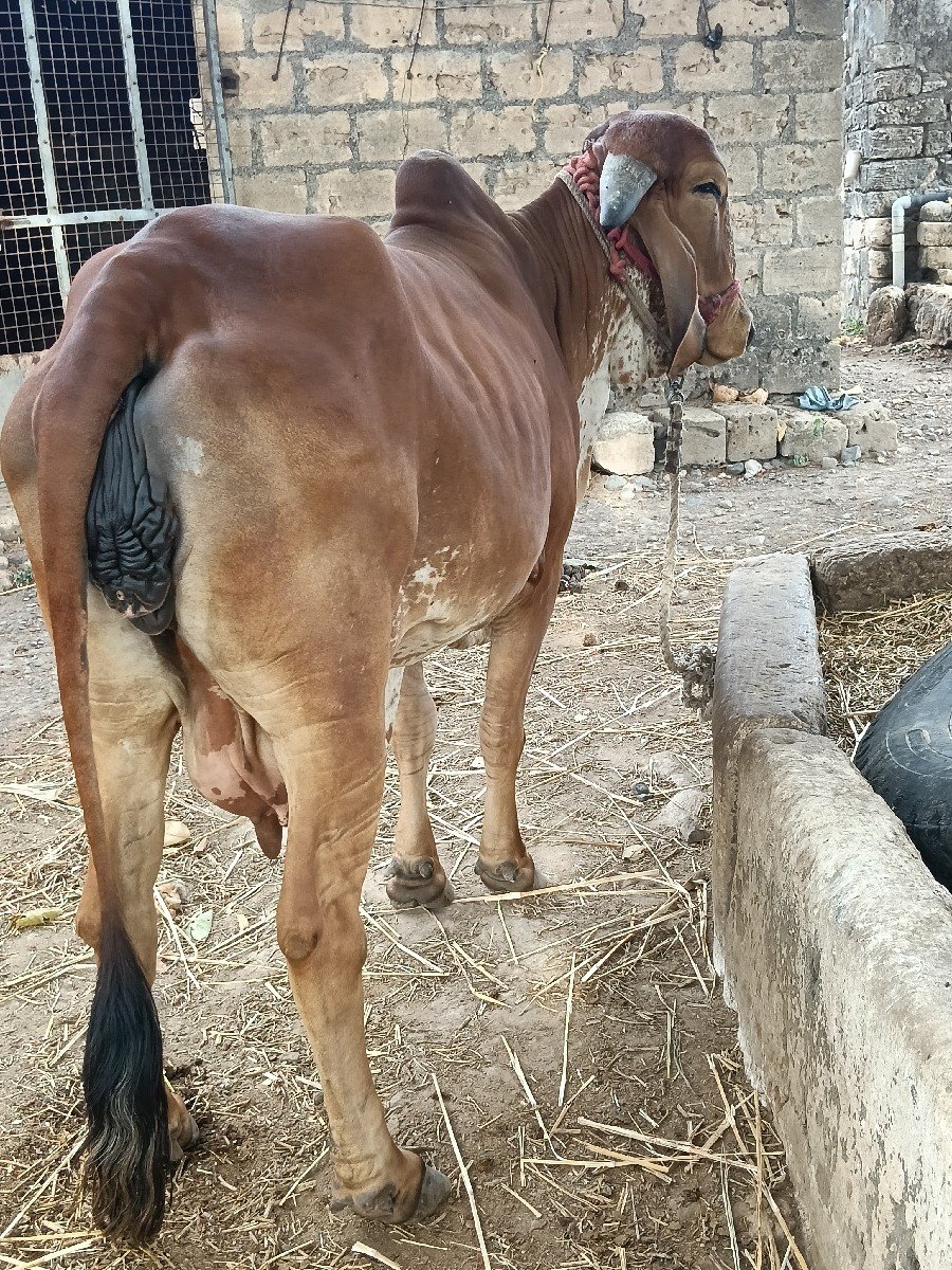 ગીર ગાય વેચવાની છે