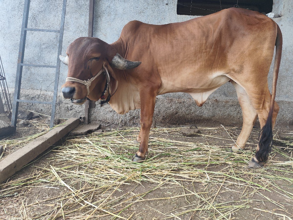 વોડકી વેચવાની છે