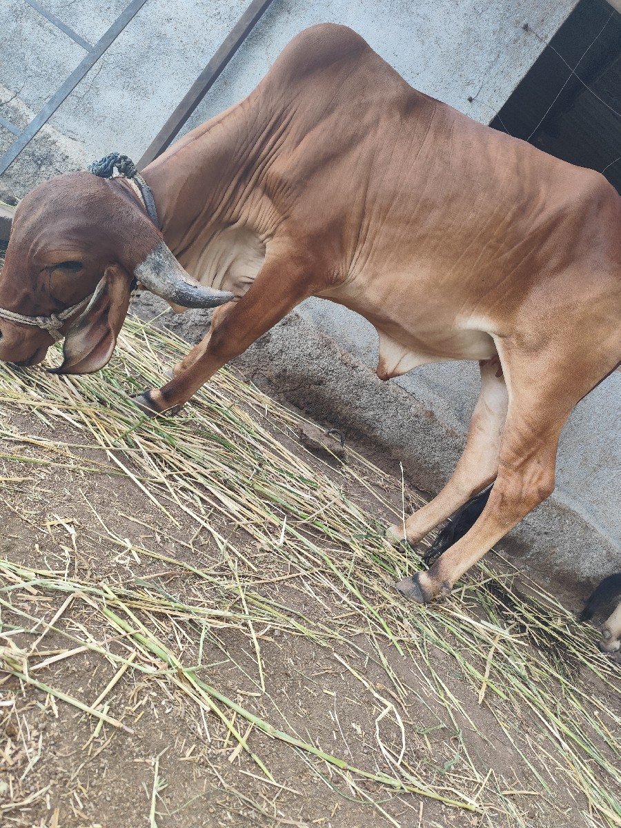 વોડકી વેચવાની છે