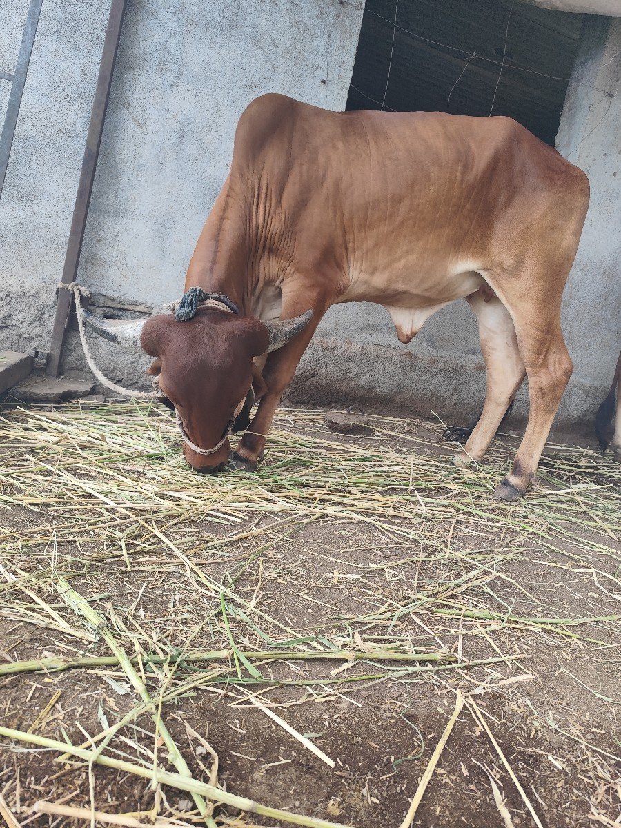 વોડકી વેચવાની છે