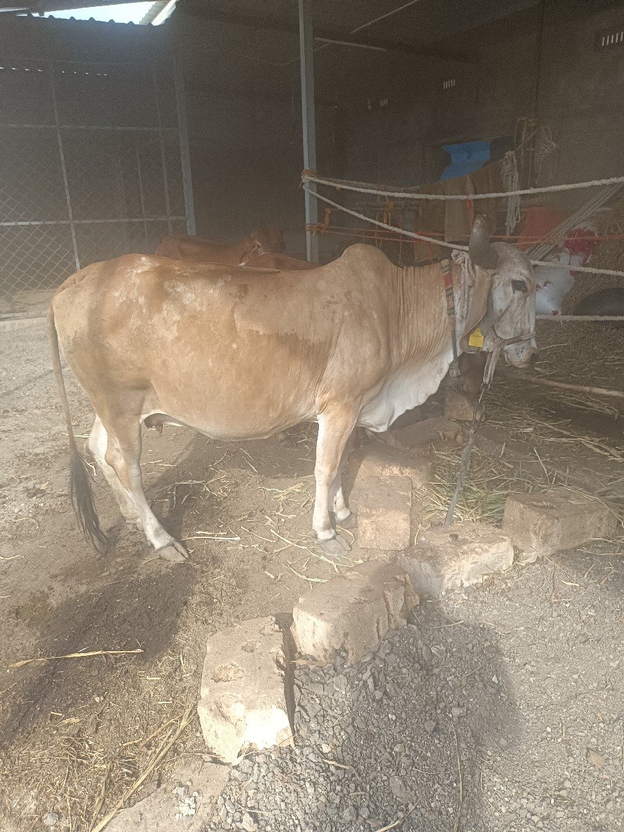 ગાય