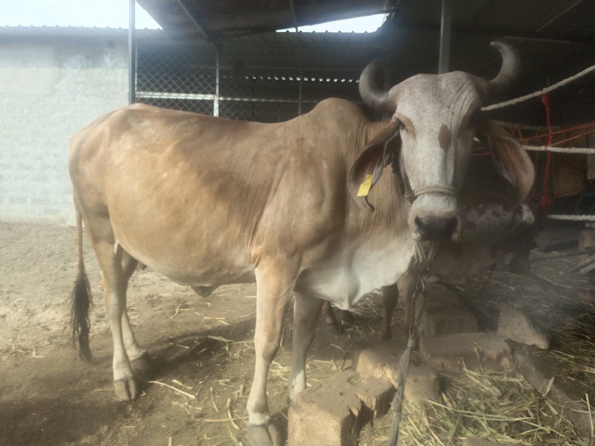 ગાય