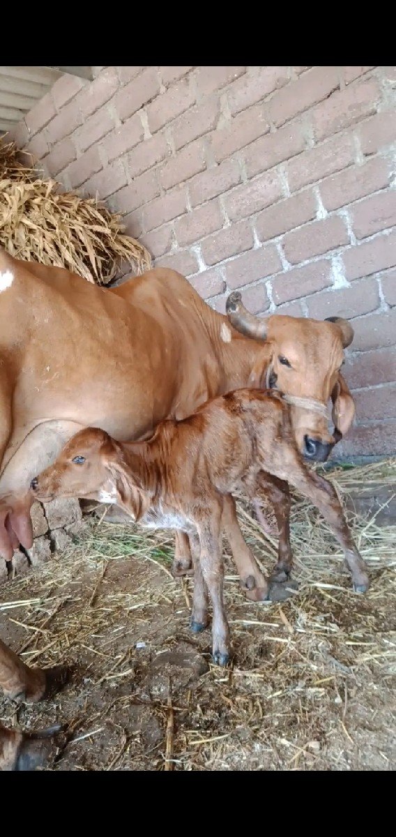ગીર ગાય વેચવાની છે