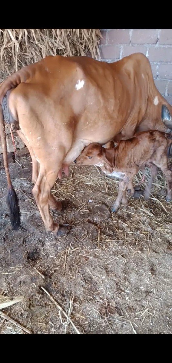 ગીર ગાય વેચવાની છે