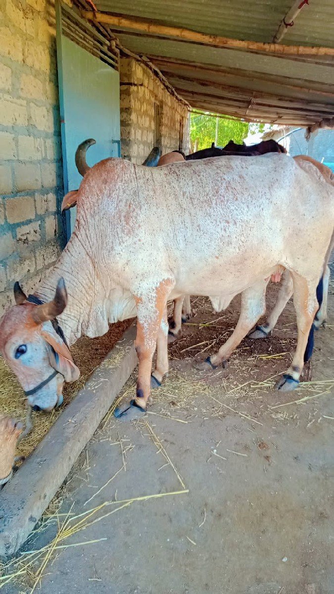 ગાય વેસવાની સે