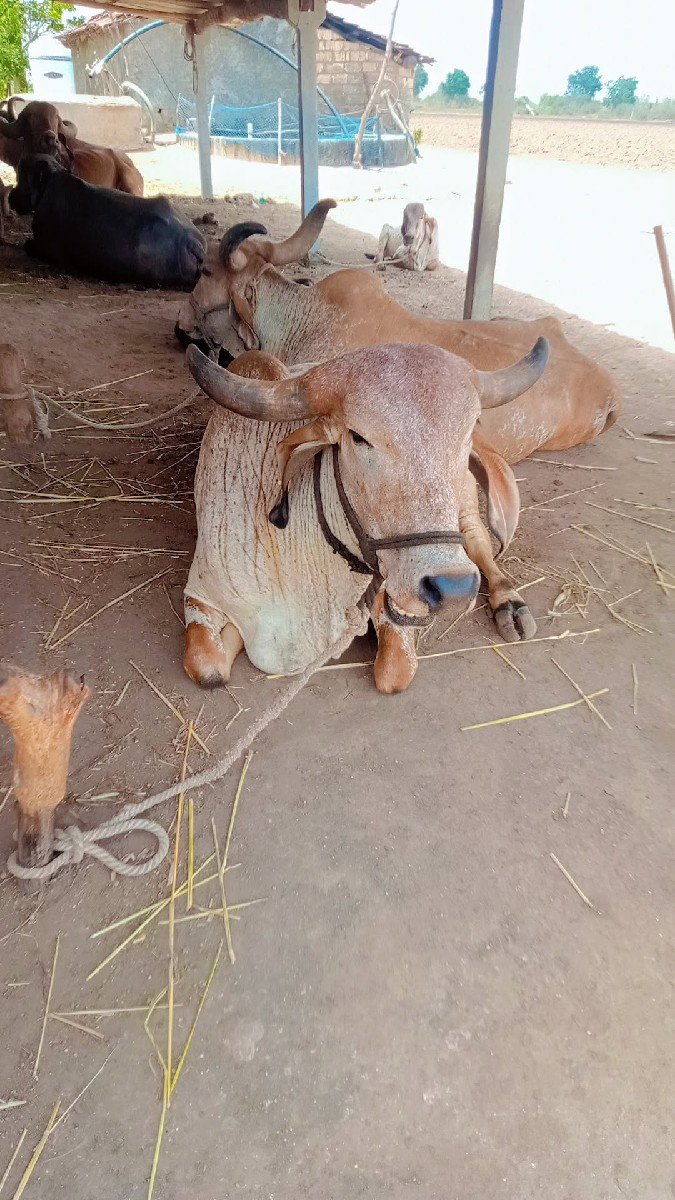 ગાય વેસવાની સે