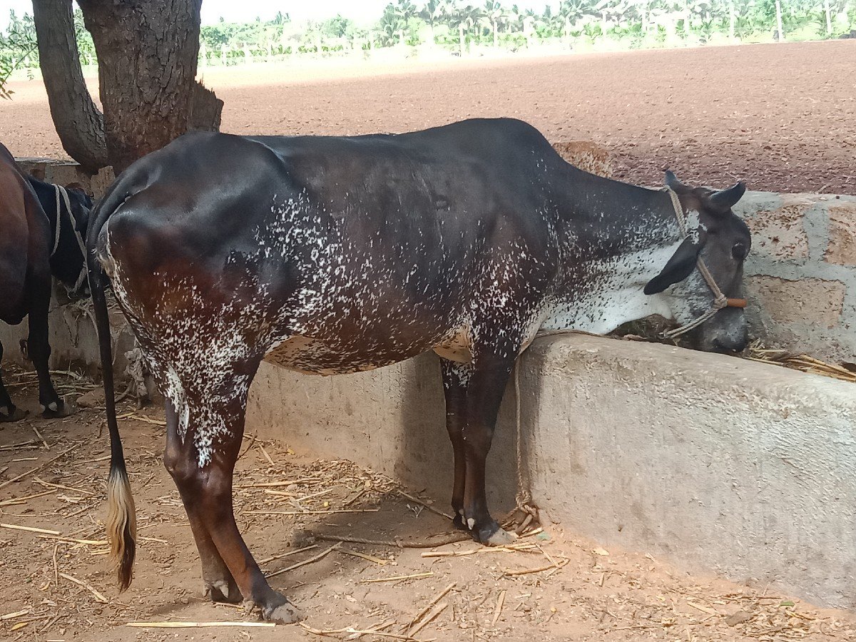 hf ક્રોસ vasdi વેચવાની