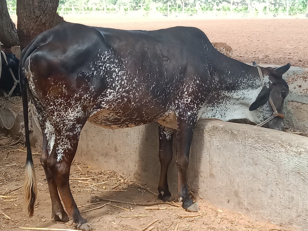 hf ક્રોસ vasdi વેચવાની