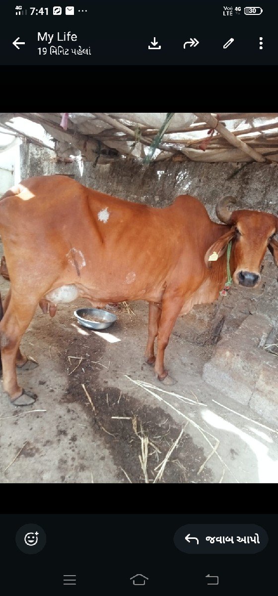 ગાય વેસવાનીસેવીયાણેલ