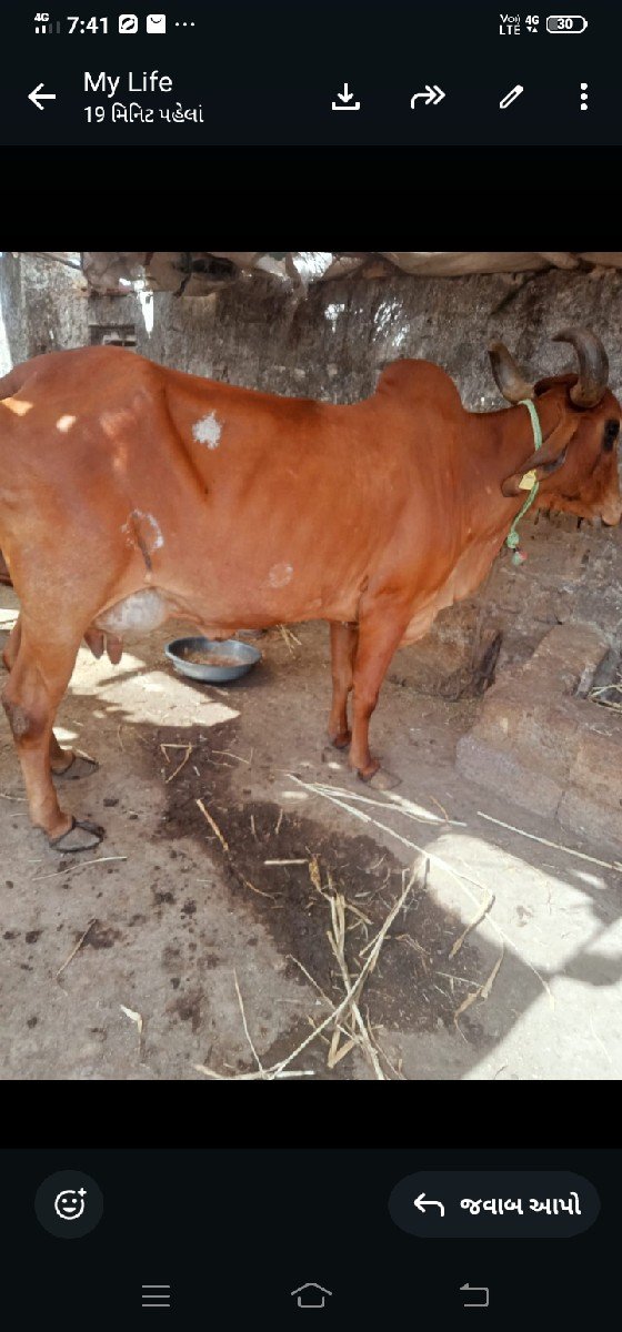 ગાય વેસવાનીસેવીયાણેલ