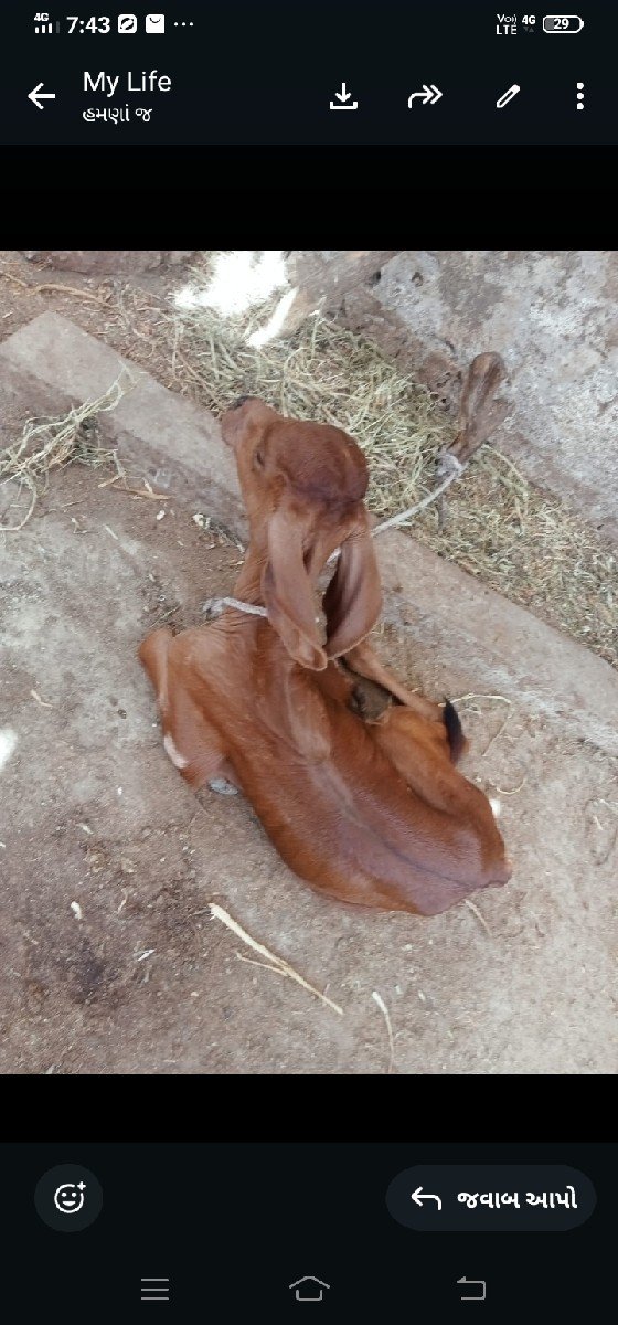 ગાય વેસવાનીસેવીયાણેલ