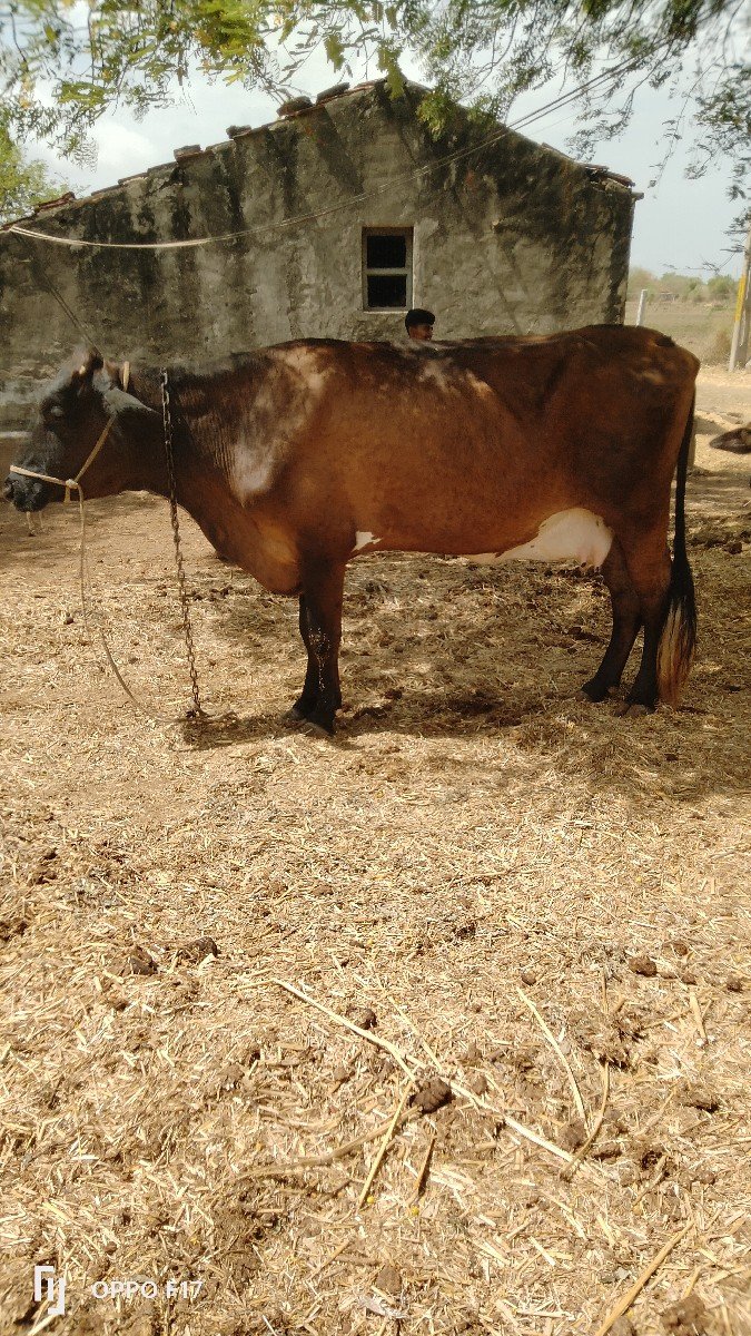 જર્સી ગાય વેચવાની છે