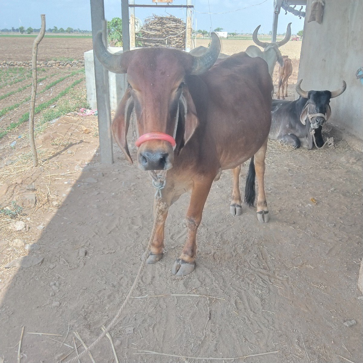 ગીર ગાય મો૯૭૨૨૫૨૪૩૧૧