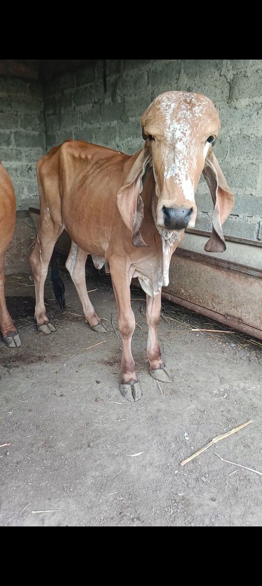 ગીર.વાસડીયૉ