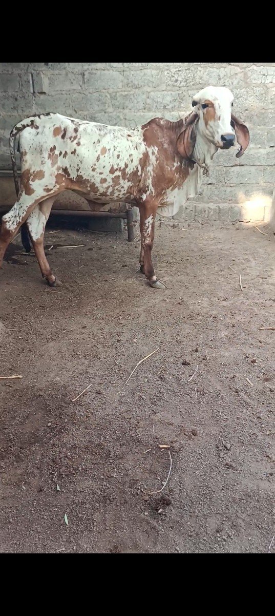 ગીર.વાસડીયૉ