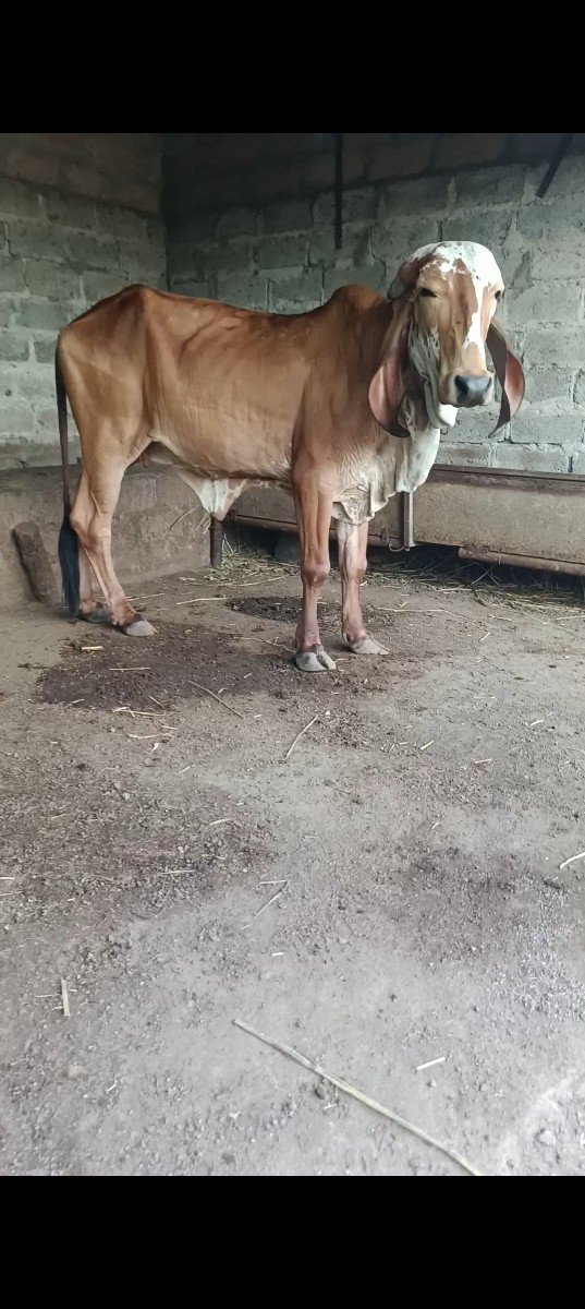 ગીર.વાસડીયૉ