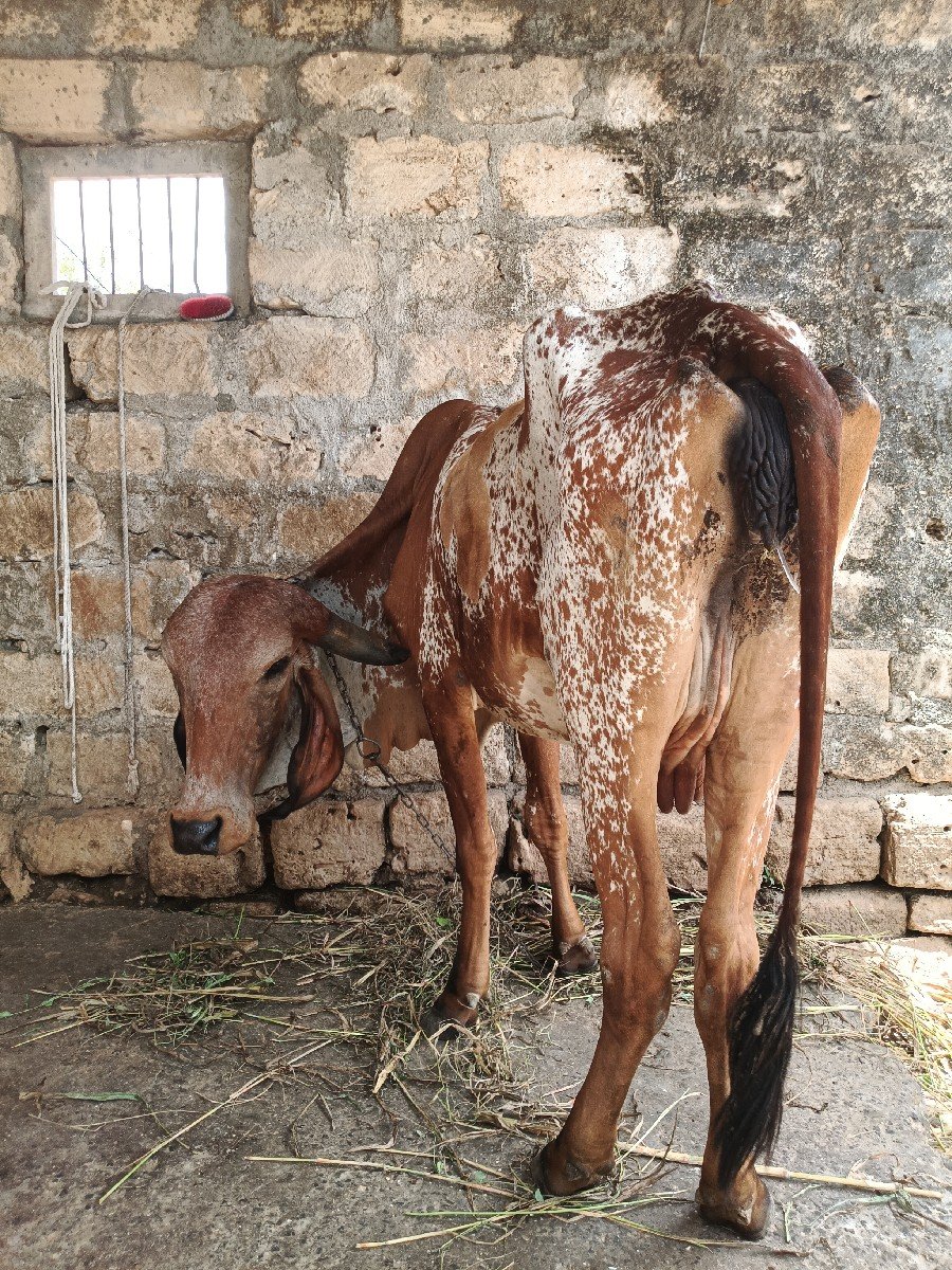 દેસી ગાય વેચવાની છે