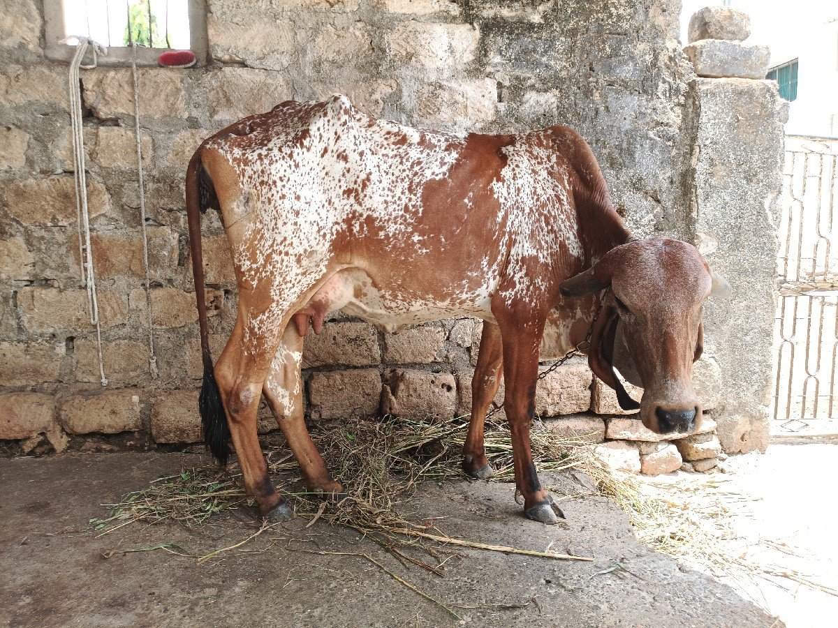 દેસી ગાય વેચવાની છે