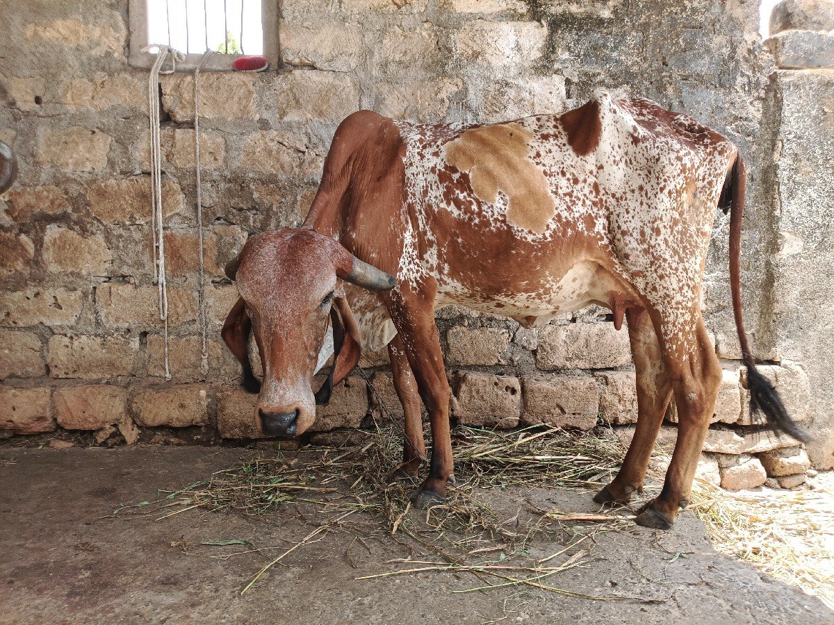 દેસી ગાય વેચવાની છે