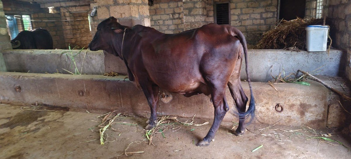 એ સબ ગાય