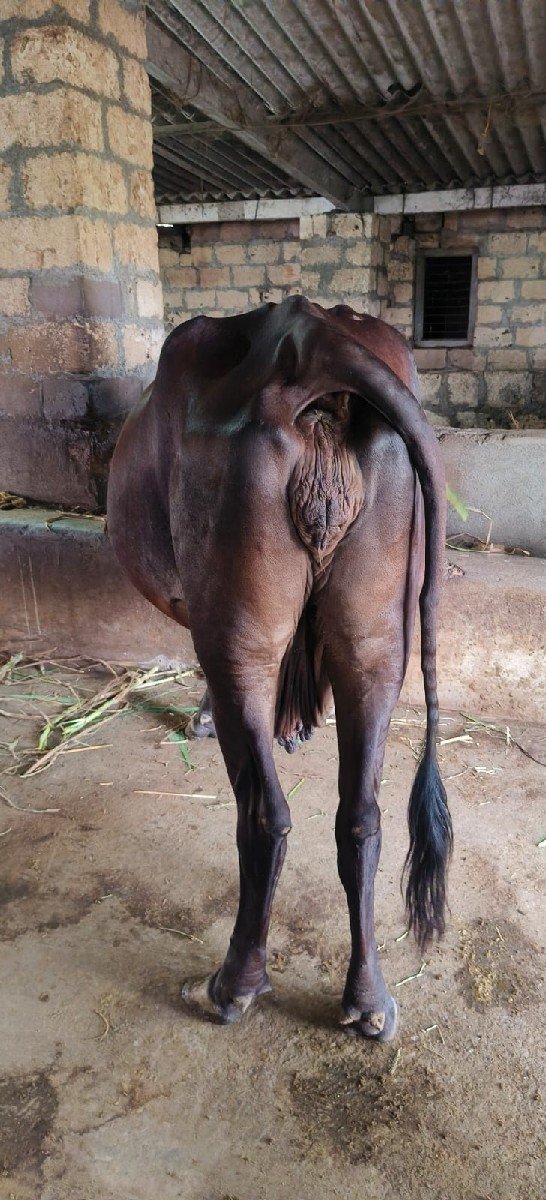 એ સબ ગાય