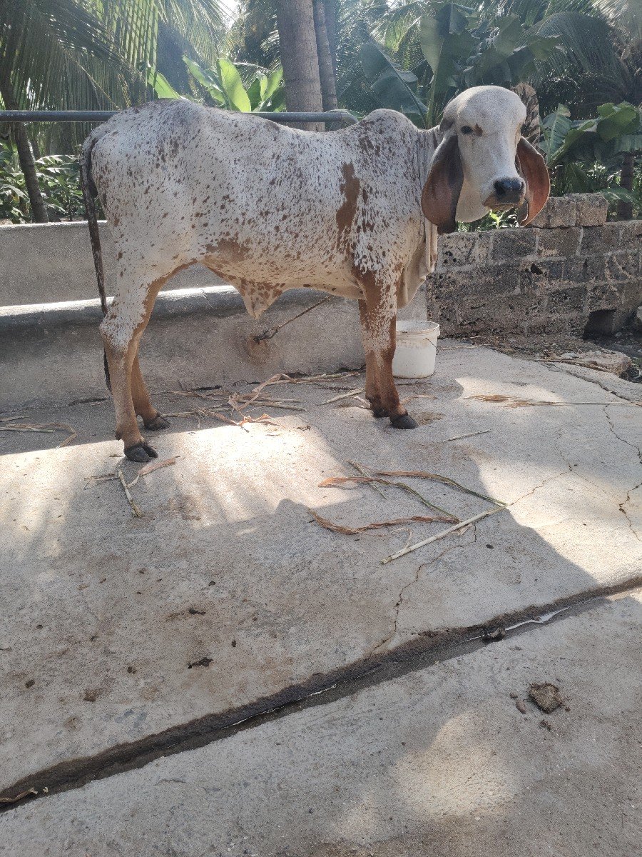 vasdi 16 mahina ni