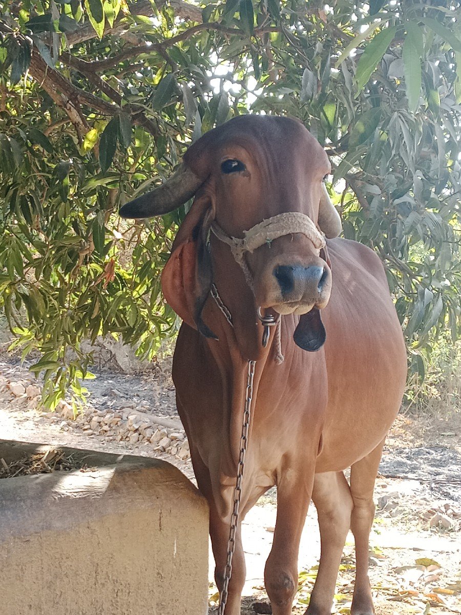 ગીર ગાય વેચવાની છે