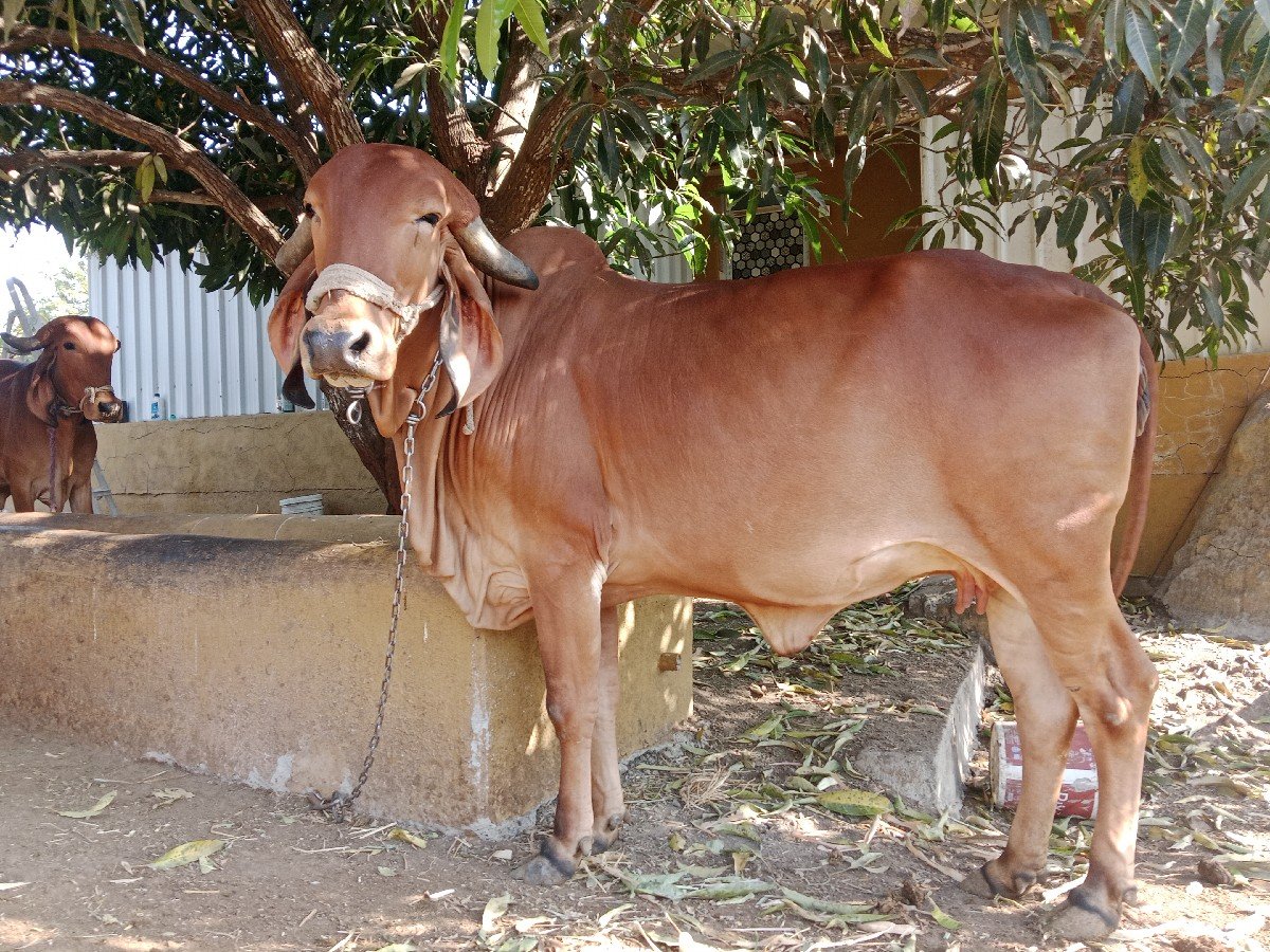 ગીર ગાય વેચવાની છે