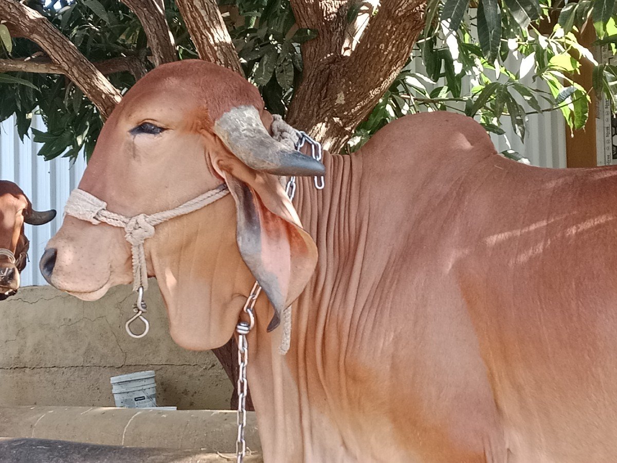 ગીર ગાય વેચવાની છે