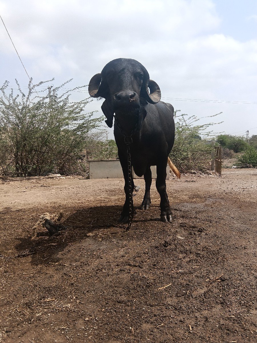 વેચવાની છે