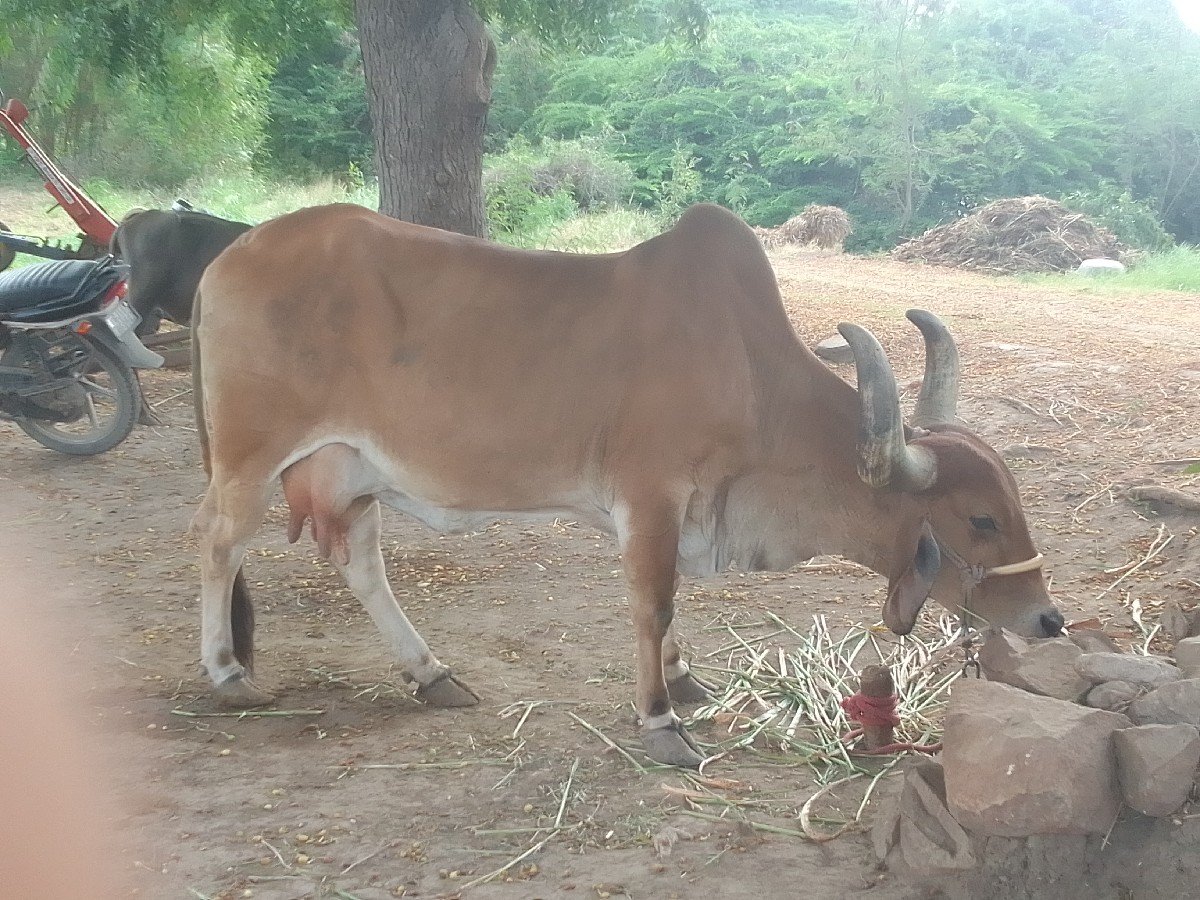 ગાય