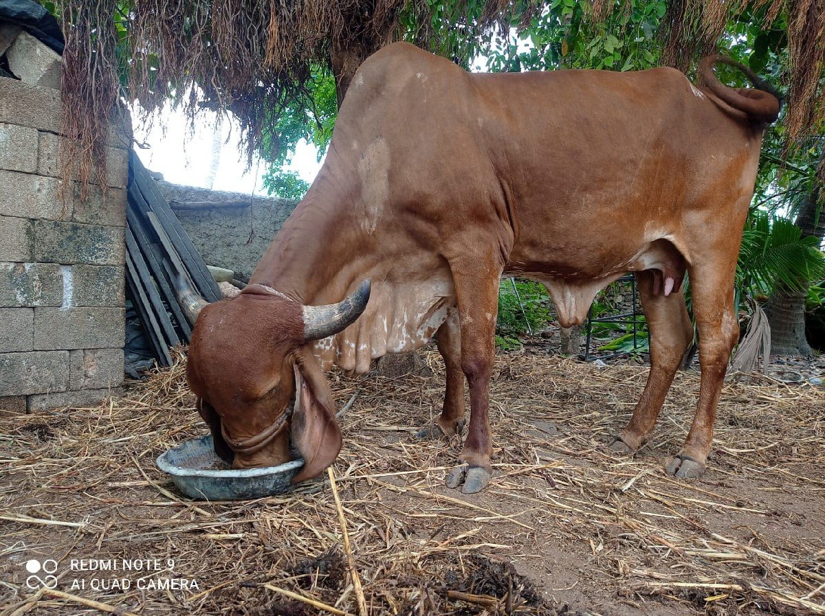 ગીર ગાય વેચવાની છે