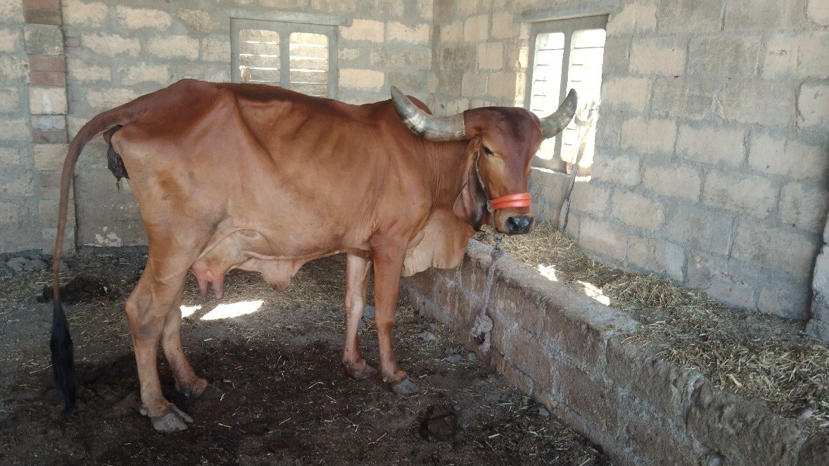 ગીર ગાય