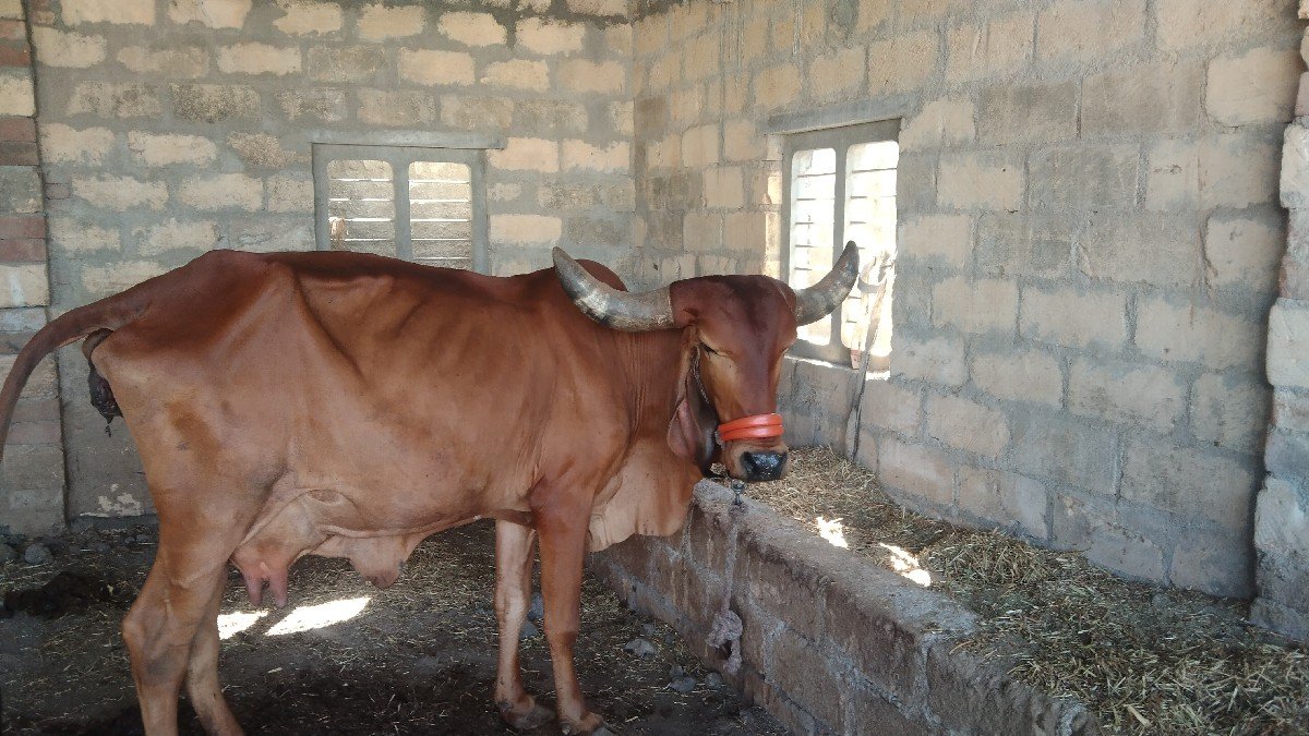 ગીર ગાય