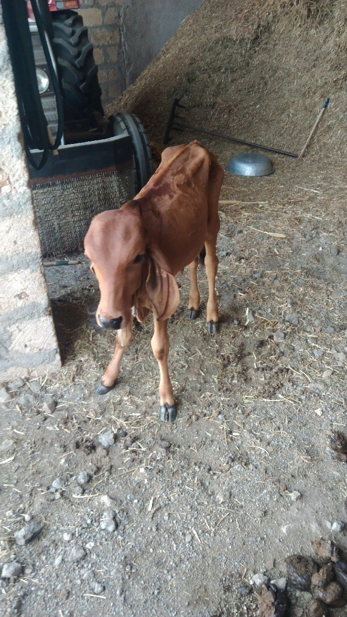 ગીર ગાય